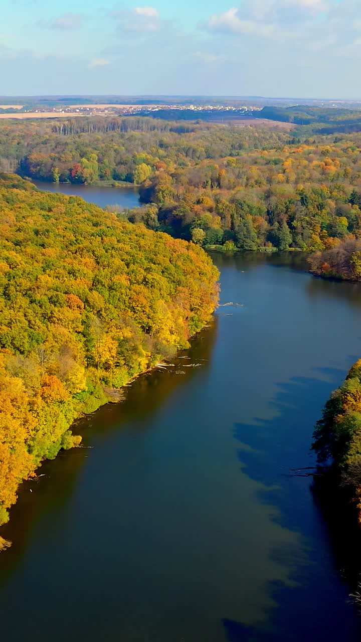 Autumn season river forest sceneries. Yellow forest aerial top view. Vertical video
