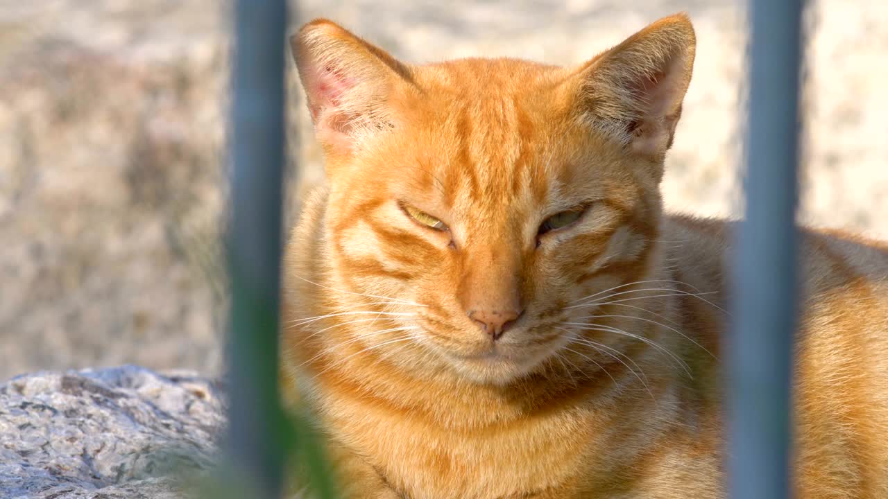 クローズアップ キャット