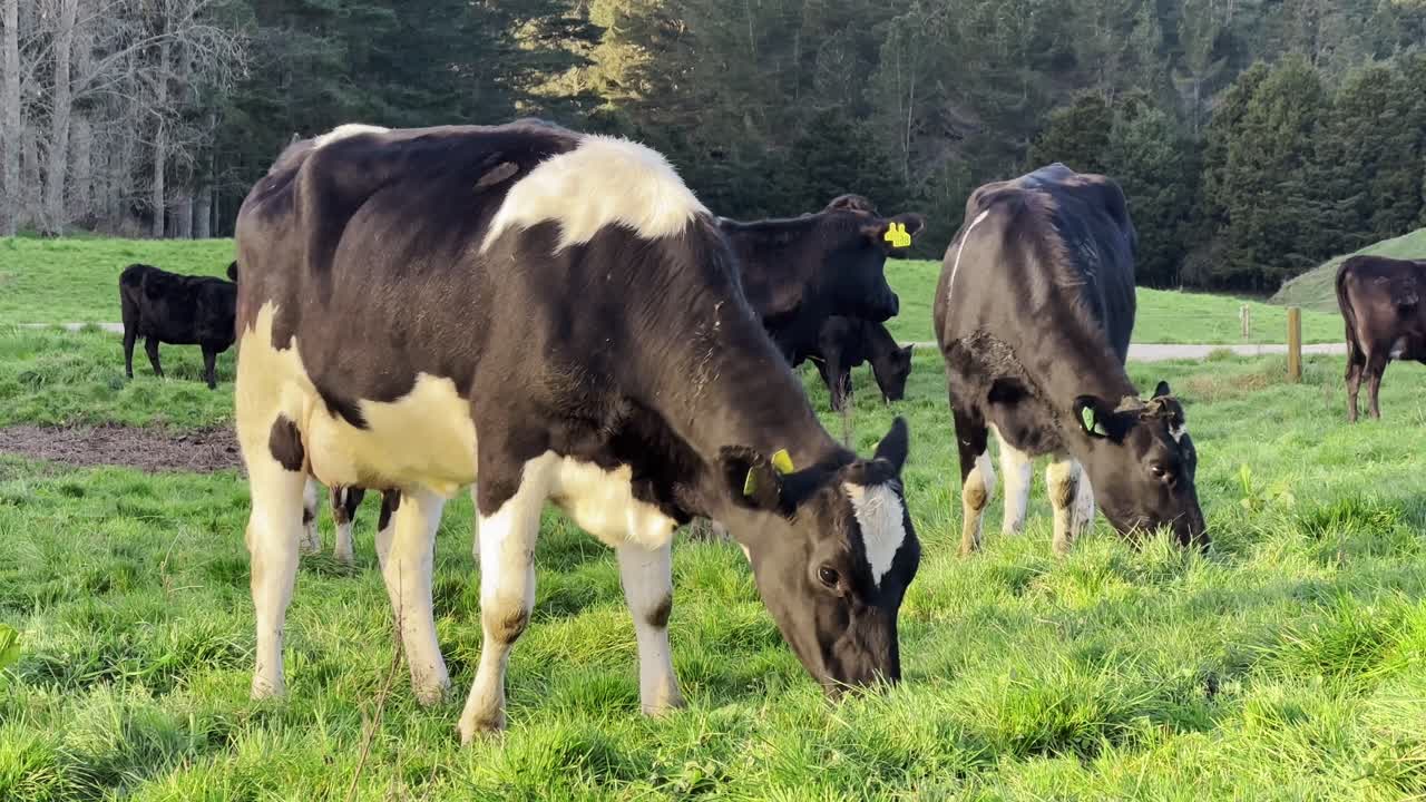 Herd of cows enjoying fresh grassy pasture. Farming on a home farm
