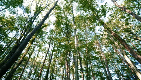 Hermosos-árboles-En-El-Bosque