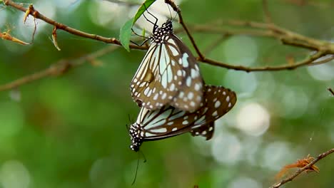Schmetterling-Beim-Sex-Auf-Der-Pflanze-Sitzend-Grünes-Blatt-Bunter-Schmetterling-Insekt-Gehockt-Natur-Tierwelt-Nahaufnahme-Schmetterlinge-Partner-Finden-Liebe-Biologie