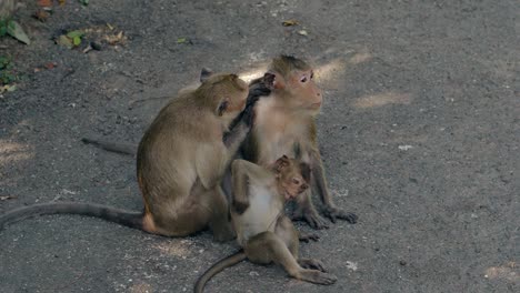 una relajada familia de monos se sienta en el asfalto y quita las pulgas