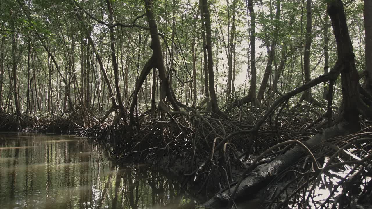 Zoom in through narrow waterway surrounded by tangled mangrove roots and dense trees in Costa Rica