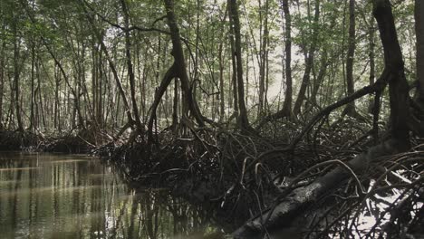 zoom in through narrow waterway surrounded by tangled mangrove roots and dense trees in costa rica