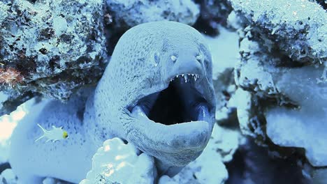 underwater shot of a moray eel peeking out of a coral reef .