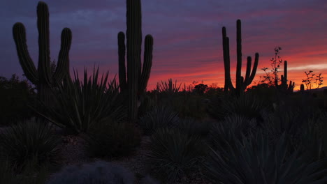 desert sunset with cacti