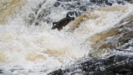 Large-atlantic-salmon-leaping-the-water-on-a-small-scottish-river-in-Perthshire,-United-Kingdom--Static-shot