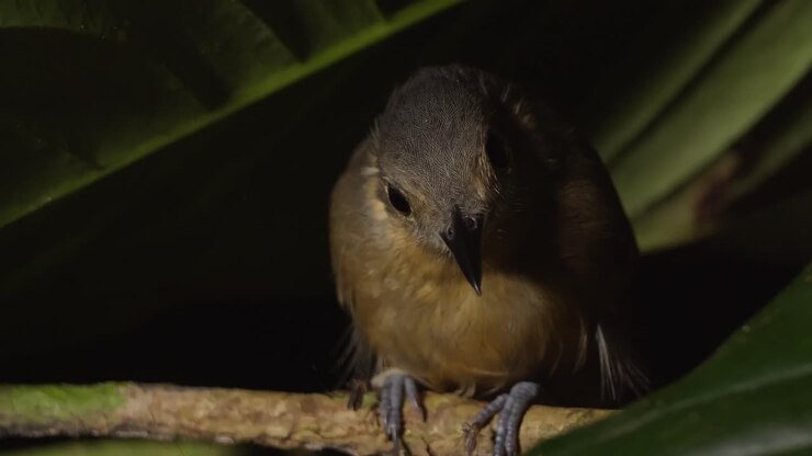 Closeup of bird trying to sleep in Amazonian rain forest