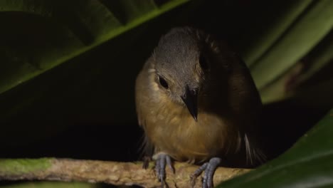 primer plano de pájaro tratando de dormir en la selva amazónica