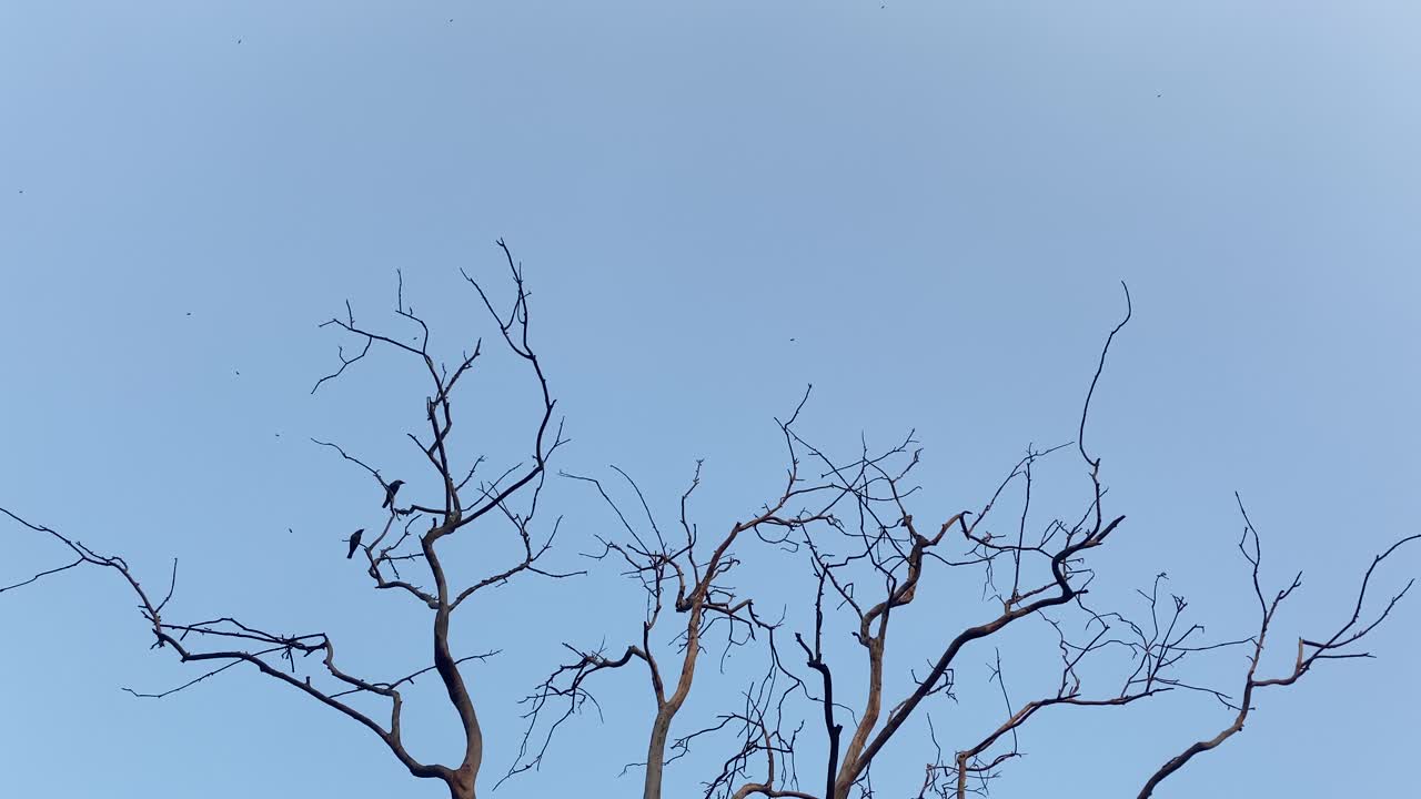 맑고 푸른 하늘을 배경으로 날아가는 새들이 있는 벌거벗은 나무꼭대기