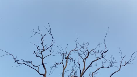 bare treetop branches with birds perched and flying away against clear blue sky