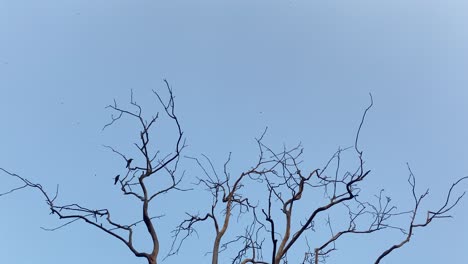 bare treetop branches with birds perched and flying away against clear blue sky