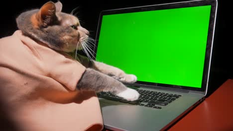 cat types on computer green screen slow motion