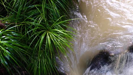 Vista-De-Arriba-Hacia-Abajo-Del-Agua-Marrón-Y-Fangosa-De-La-Inundación-En-El-Río-Con-Plantas-Nativas-De-Nueva-Zelanda-En-El-Desierto