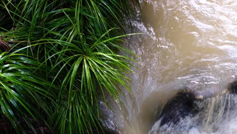 vista de arriba hacia abajo del agua de inundación marrón y fangosa en el río con plantas nativas de nz en el desierto