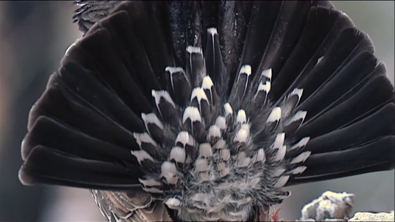 더스키 뇌조(dendragapus obscurus)가 2013년 전체 조류 관찰을 위해 축소된 얼굴 클로즈업을 보여줍니다.