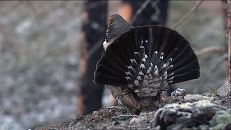 dusky grouse (dendragapus obscurus) turns to show closeup of face zooms out for full bird view 2013