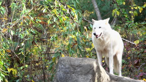 el lobo gris de las montañas rocosas del sur se para sobre una roca y mira a su alrededor