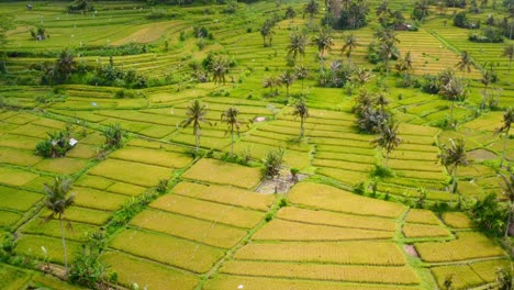 sliding aerial view of green cultivated fields in the rural village of sideman, bali, indonesia