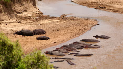 hincho de hipopótamo en el agua para mantenerse fresco en la reserva nacional de maasai mara, kenia, áfrica