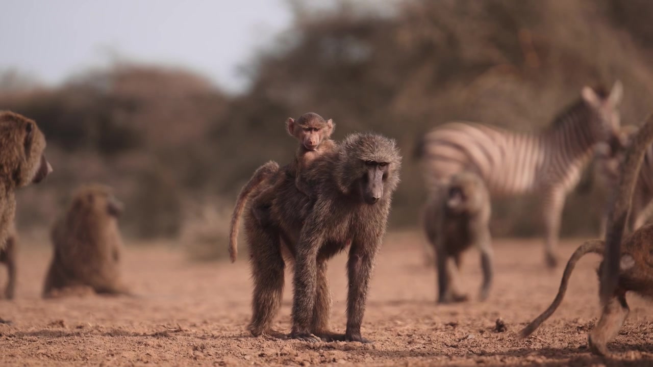 ケニア、アフリカの水飲み場で水を飲む子ヒヒと母親。かわいいサファリの赤ちゃん動物たち、アフリカの野生動物と自然の風景。