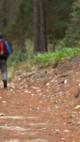 una pareja de excursionistas caminando en el bosque.
