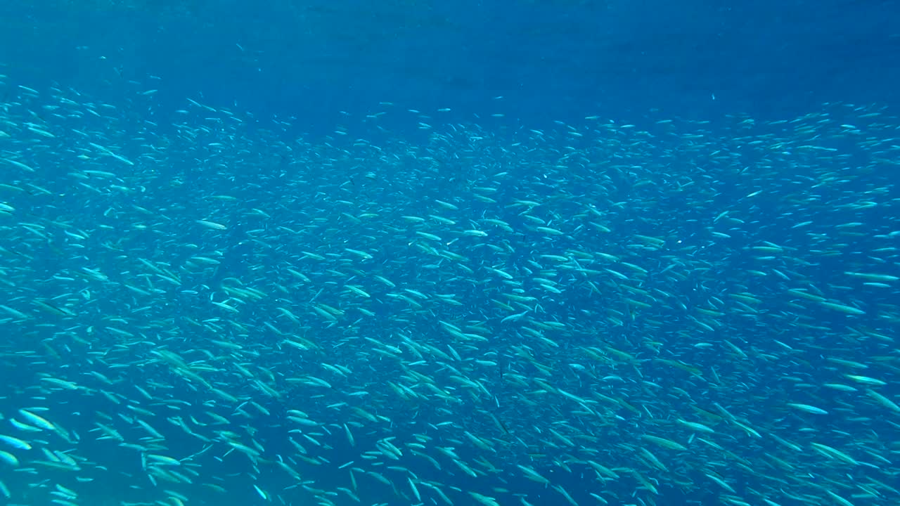 작은 물고기들의 거대한 무리가 빛 아래 푸른 물속에서 헤엄치고 있습니다. 은색 줄무 둥근 헤링, 은 스프라트, 또는 키비나고 미노우 (spratelloides gracilis) 의 무리입니다.