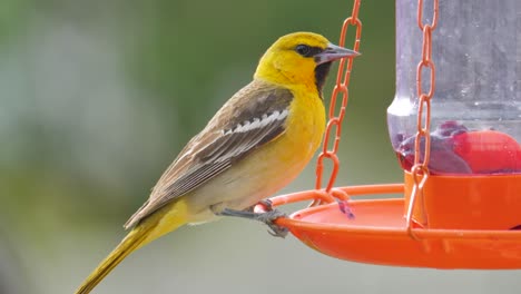 Adult-male-Bullock's-Oriole-eating-jelly-from-a-feeder---close-up