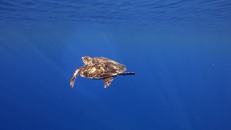 beautiful adult sea turtle swimming in the deep blue -underwater