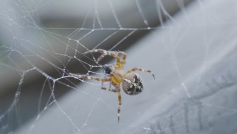 spider on a web