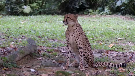 A-full-body-shot-of-a-cheetah-sitting-underneath-a-tree,-front-shot