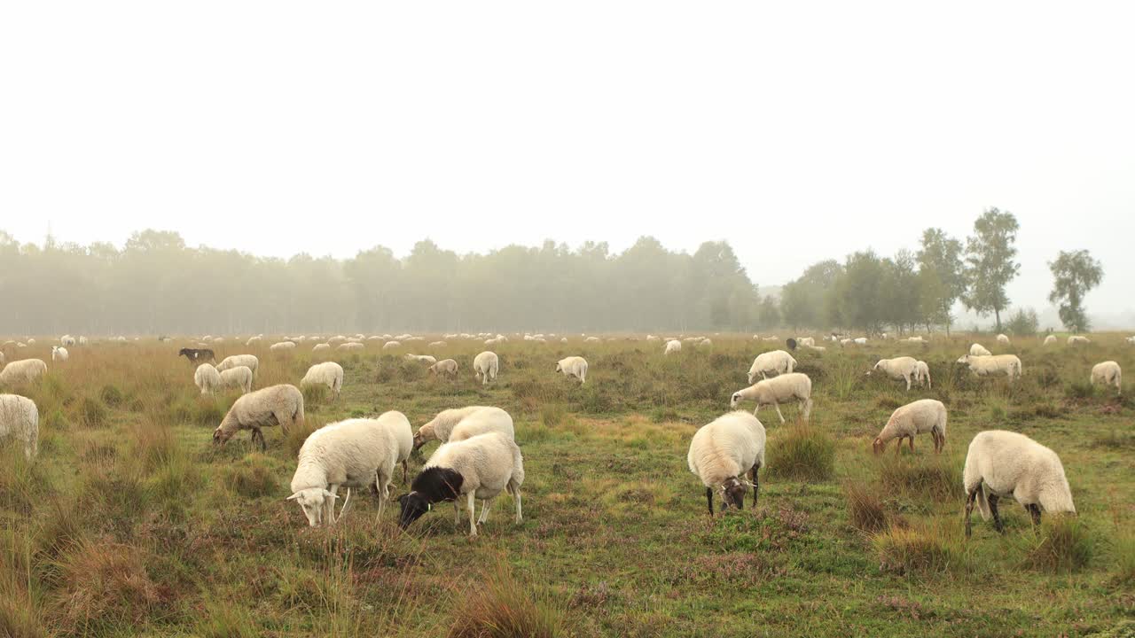 Ampia vista di pecore che pascolano e si muovono in un paesaggio di brughiera con erica, con nebbia bassa che oscura la foresta all'orizzonte e un bagliore arancione su un'alba nebbiosa e ricca di rugiada.