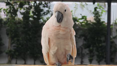 la cacatúa rosada