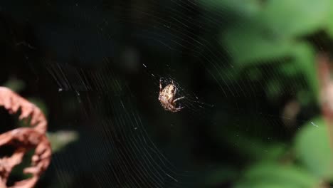 a garden spider, araneus diadematus, lying in wait at the centre of its orb web