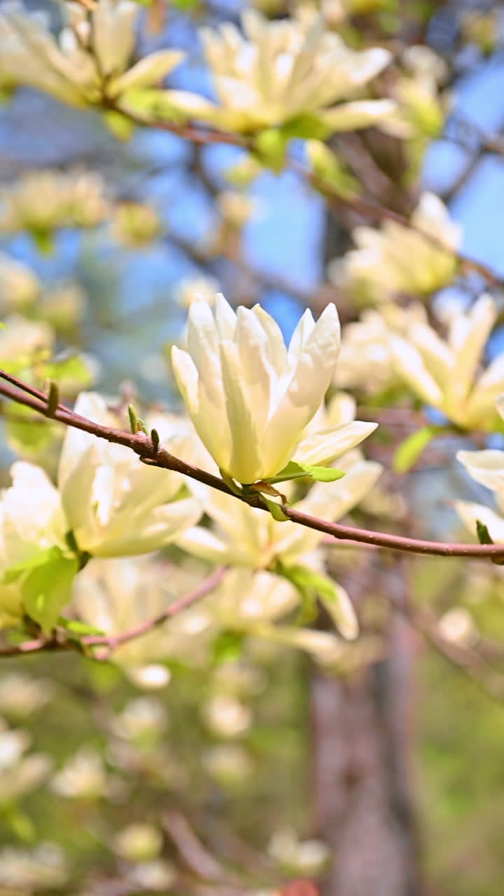 Spring flowers bloom in NYC. Delicate white flowers bloom on branches in a vibrant New York park during the beautiful spring season