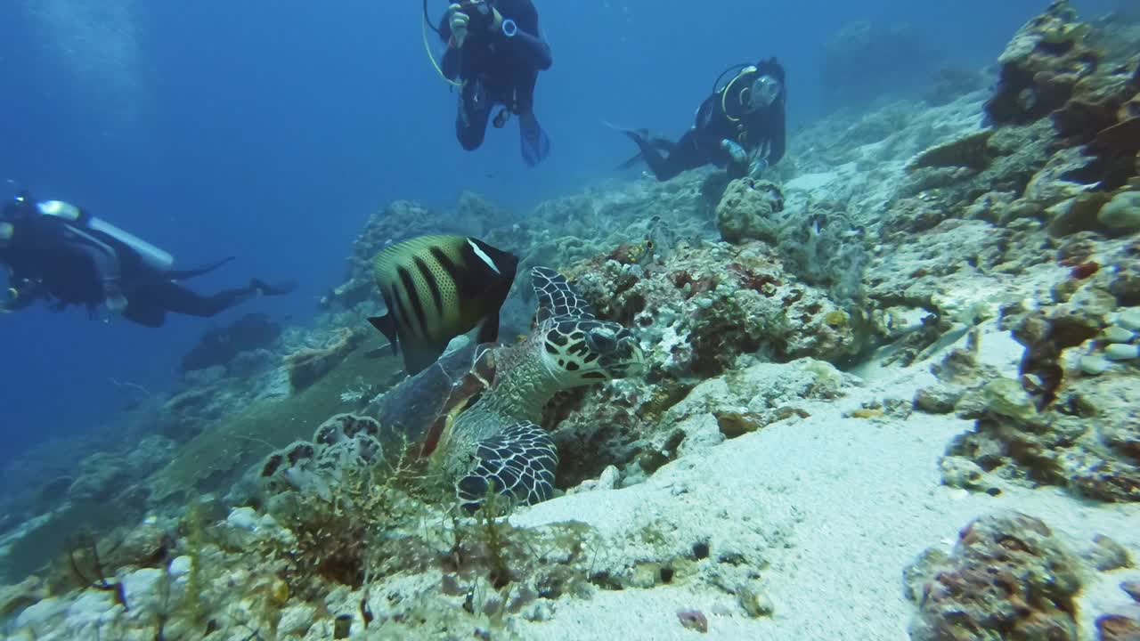 A relaxing turtle enjoying a coral meal with scuba divers in the background