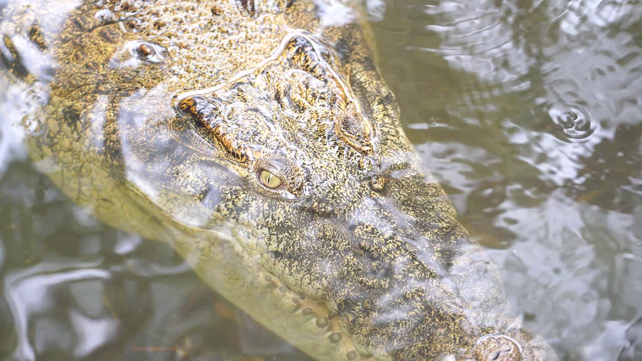 Swamp crocodiles are silent in a shallow river, as if they are waiting for prey.