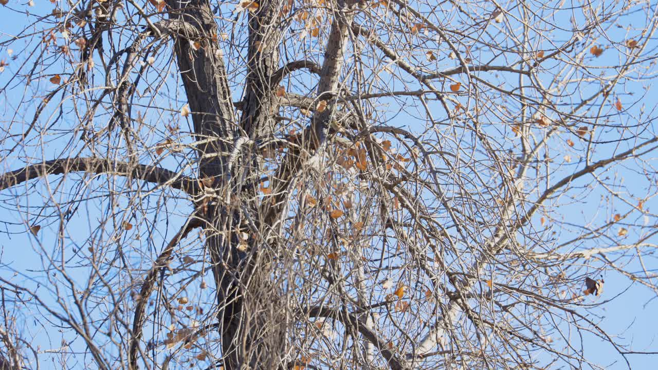 볼더 콜로라도의 나무 사이를 날아다니는 새들, 볼더의 야생동물, 나무에 있는 새들
