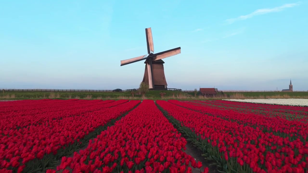 Mulino a vento olandese in un campo di tulipani rossi