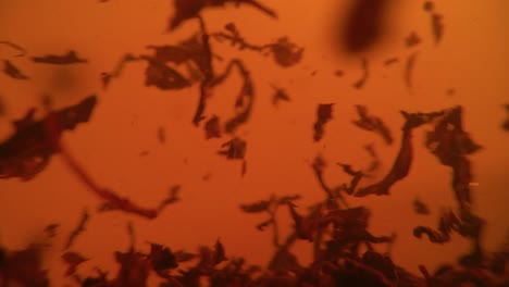 las hojas de té negro flotan en una taza giratoria transparente. macro cámara lenta del proceso de elaboración de hierbas.
