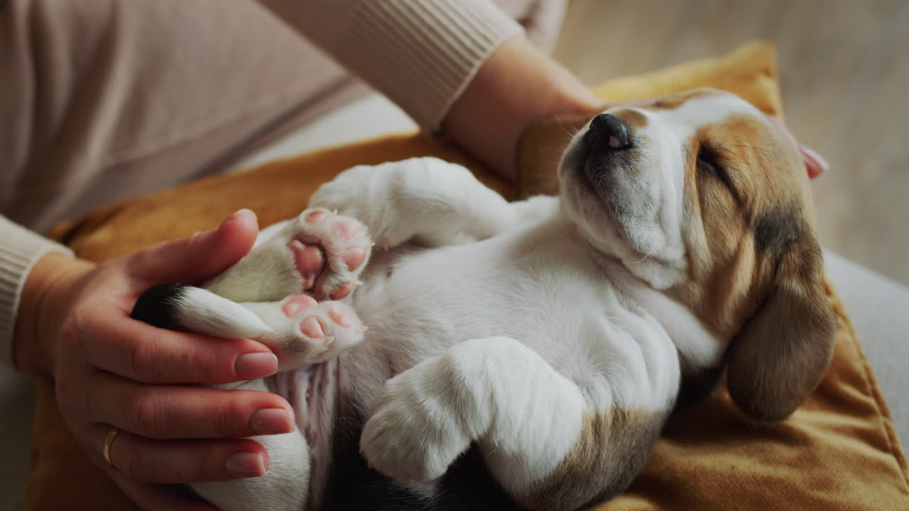 vista lateral: mujer jugando con el gracioso cachorro de beagle somnoliento