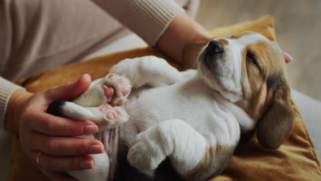 side view: woman playing with funny sleepy beagle puppy