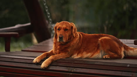 Calm-Peaceful-Golden-Retriever-Dog-Laying-Outside-on-Garden-Bench,-Gentle-Loyal-Sturdy-and-Elegant-Dog-Breed