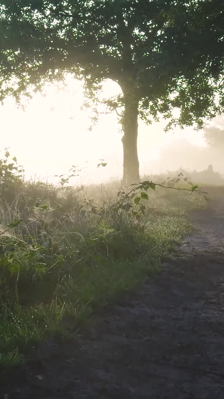 Misty Morning Sunlit Path