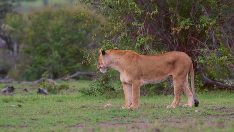 lioness prowling 07