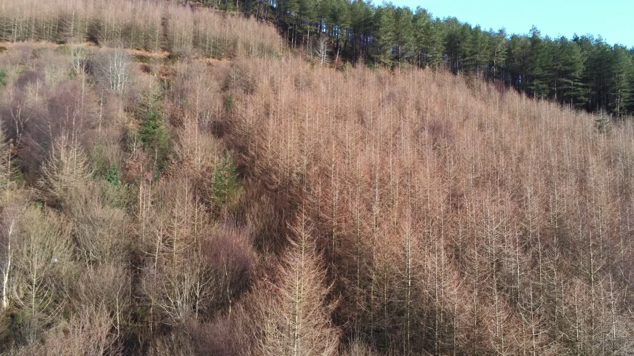 남녀공학 llangwyfan 웨일스 삼림 지대 가을 산비탈 국립공원 조감도 pan right view 일출 시골