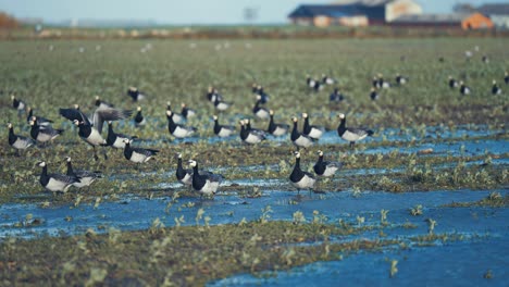 a flock of migrating wild geese takes off and flies away from the flooded meadow