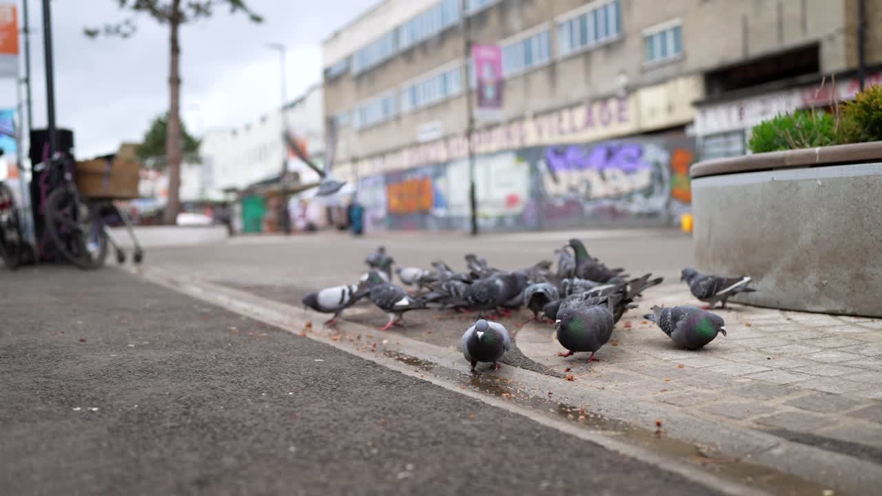 거리에 있는 비둘기의 느린 동영상