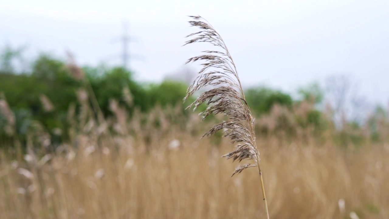 Feathery single reed gently blowing in the soft wind along the River Roding in East London, UK. 1 of 2.