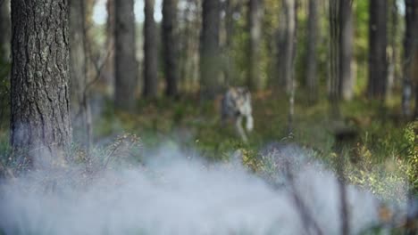 wolf running in a forest with mist and fog on foreground blurry background